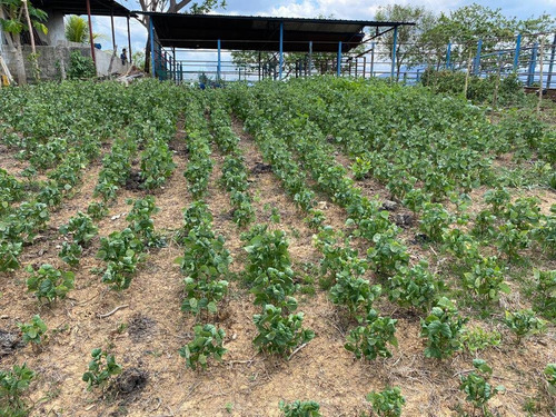 Imagen 4 de 14 de Venta Granja Automatizada Tacarigua