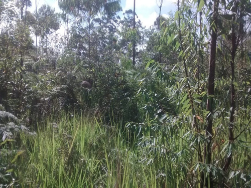 Imagem 7 de 8 de Terreno - Te00022 - 33711529