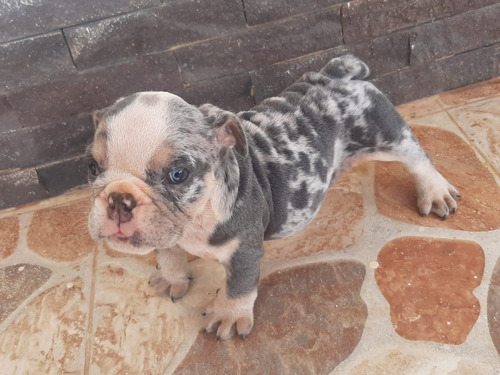 Perros Cachorros Bulldog Ingles Merle Disponibles!!