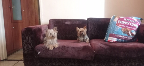 Imagen 4 de 5 de Yorkshire Terrier Miniatura Hembra