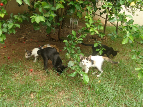 Doacao De Filhotes De Gatos