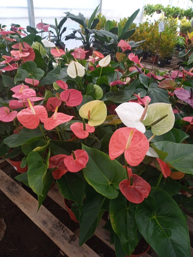 Anturio Anthurium Special - H E R M O S A