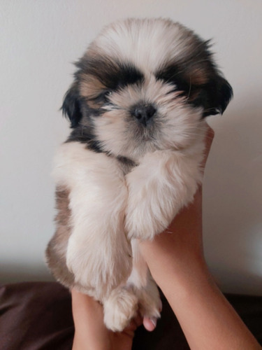 Imagen 5 de 5 de Shih Tzu Pedigri Plata