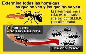Imagen 2 de 3 de Veneno Insecticida Mata Hormigas Jeringa Gel Geltek 60g