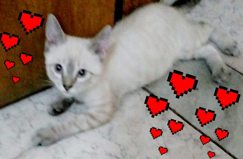Gatinho Siamês Tabby Point Macho 4 Meses Lindão