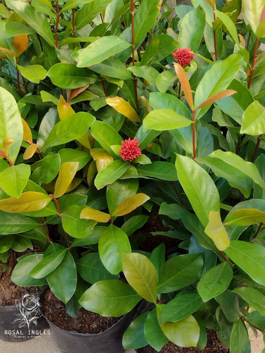 Plantas Arbustos Ixora- Flor Naranja- Canteros-bordes-cerco | MercadoLibre