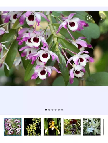 Planta natural con Orquídeas