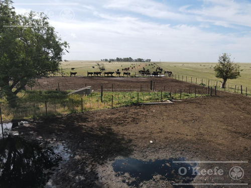 Imagen 9 de 29 de Campo Ganadero De 4300 Has - Sobre Ruta - Potencial Parque Eolico - Bahia Blanca