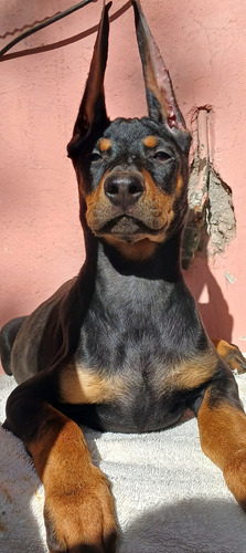Doberman Cachorros Garantía Impresa De Salud Y Pureza Racial Golondrinos