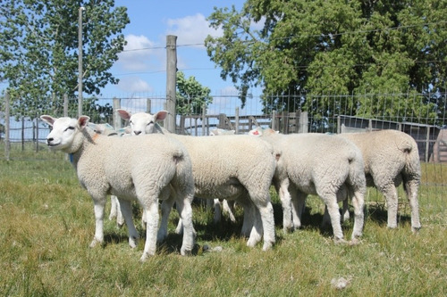 Texel Las Tres Marías Carneros Borregos Corderos Ovejas