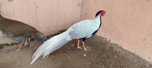 Faisán Plateado (Usado)