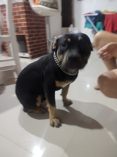 Imagem 1 de 2 de American Bully Cobertura