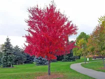 Comprar Semillas De Arbol De Plantas Raras Mas De 20 Semillas De Arc