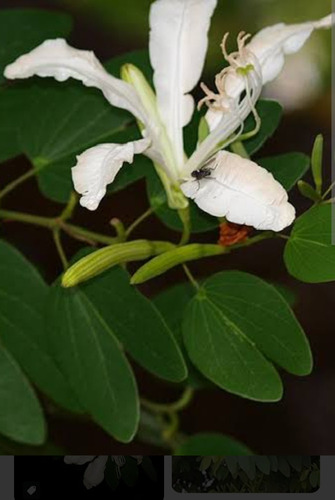 No Semilla Pata De Vaca Buey Bauhinia F. Blanca Envío Gratis