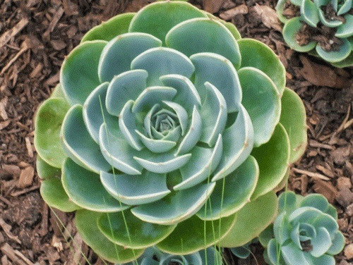 100 Semillas De Suculenta Echeveria + Instructivo