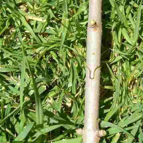 Tijera Injertos Herramienta Jardin Injert