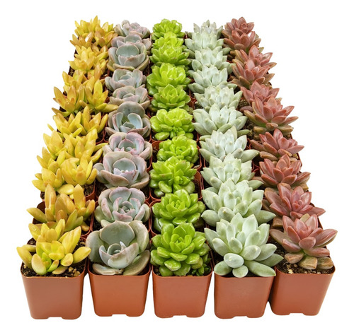 Planta Suculentas Groot