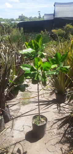 Magnolio, Magnolia. Magnolia Grandiflora 10lts