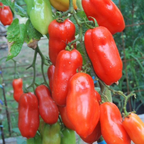 Semillas Tomate San Marzano Italiano! Tradicional De Salsas!