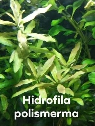 Plantas Low Tech Microsorum+elodea+musgo Java+hidrofila