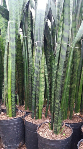 Sansevierias - Lengua De Suegra - Espada De San Jorge