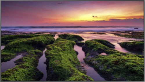 Pantalla Profesional Led De 55 , Uhd 4k (3840x2160p),