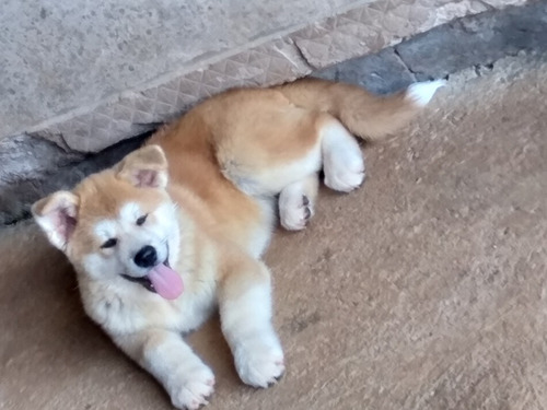Filhote Akita Inu Legítimo- Branco - Linhagem Importada