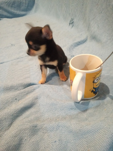 Imagen 3 de 5 de Cachorros Chihuahua Hembras