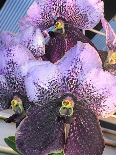 Imagen 9 de 10 de Orquídeas Vanda De Flor Muy Grande Y Cascada, Colores Exótic