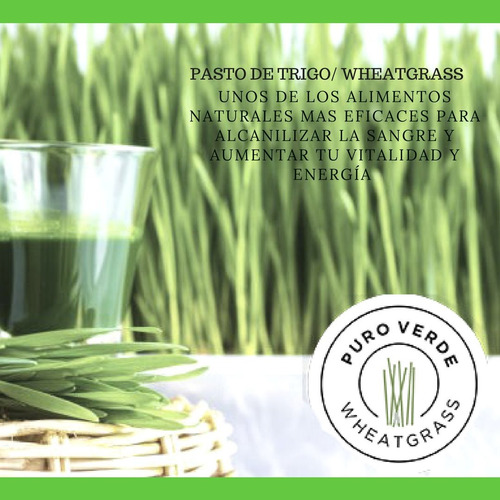 Pasto De Trigo / Wheatgrass