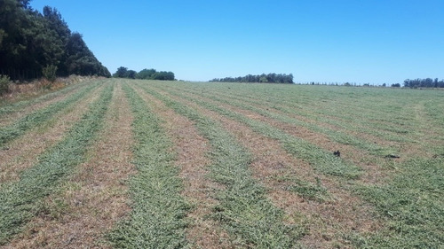 Imagen 2 de 3 de Fardos De Alfalfa 100%
