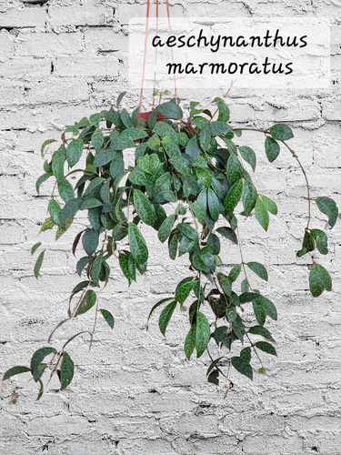 Aeschynanthus Marmoratus (columnea)