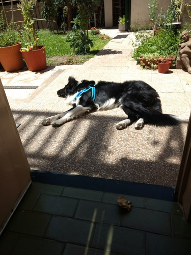 Imagen 4 de 6 de Pensionado Canino