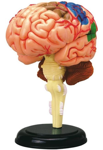 Modelo Anatómico Del Cerebro Humano Tedco 4d, Pintado A Mano