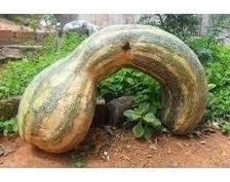 300 Sementes P Muda Abóbora Rajada Gigante Paulista Moranga