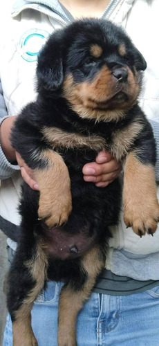 Rottweiler Cachorros Para Entregar Bellos...