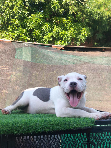 Imagen 2 de 5 de American Bully Pocket