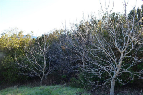 Agrícola En Venta En Hualaihue