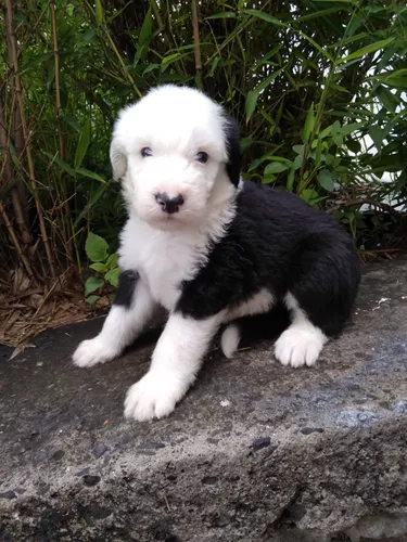 Venta de cachorros y perros de raza Viejo Pastor Ingles en Sonora