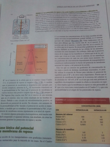 Purves Neurociencias 5ta Ed