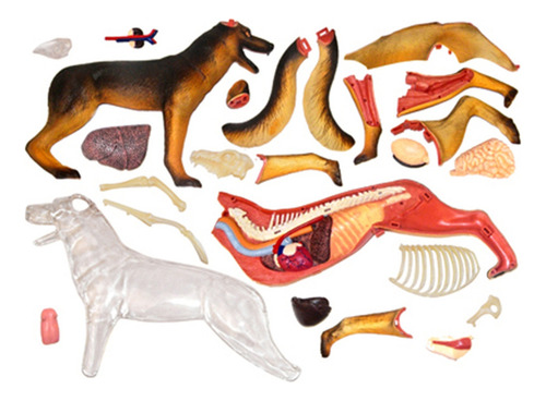 Anatomía De Órganos Animales Modelo 4d Dog Intelligence Ensa