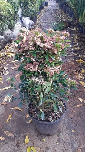 Durillo, Laurentina, Laurentino, Viburnum Tinus 10lts