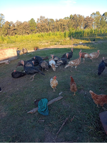 Vendo 20 Pavos