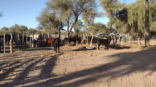 Imagen 3 de 27 de Vta. Ganadero La Esperanza Lucio V Mansilla 3952ha