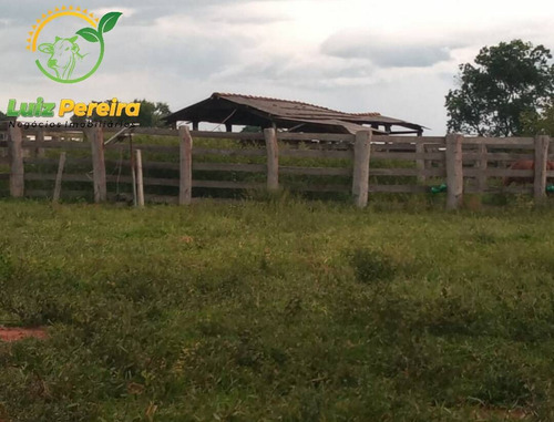 Imagem 5 de 7 de Fazenda À Venda Em Corguinho - Ms De 420 Hectares (dupla Aptidão) - 1808