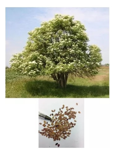 300 Semillas De Árbol De Sauco ( Sambucus Nigra)