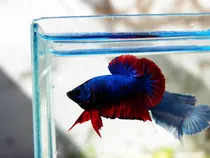 Comprar Peixe Betta De Linhagem Plakat, Dragon Blue Pacífic O Casal 