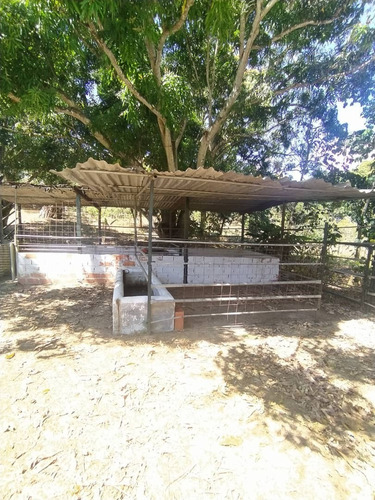 Imagen 8 de 30 de Se Vende Granja Cojedes Att-134 04125067379 04244900499