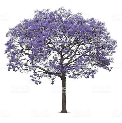 Semillas De Jacaranda 30 Germina Fácil Sdqro3