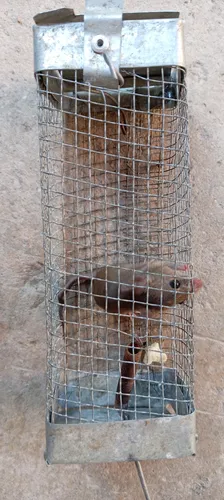Trampa Jaula Raton Pequeño